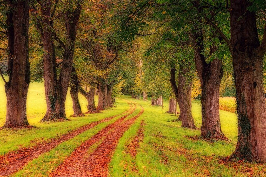 tree, avenue, nature, EMDR
