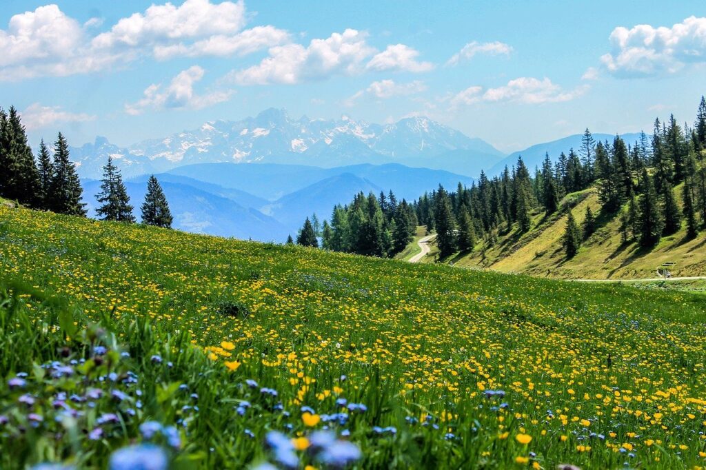 yellow, field, flowers, group counseling